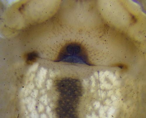 Enoplognatha latimana